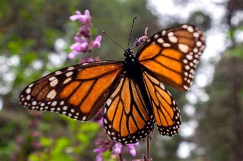 Fate Of Monarch Butterfly Still Hangs In The Balance After