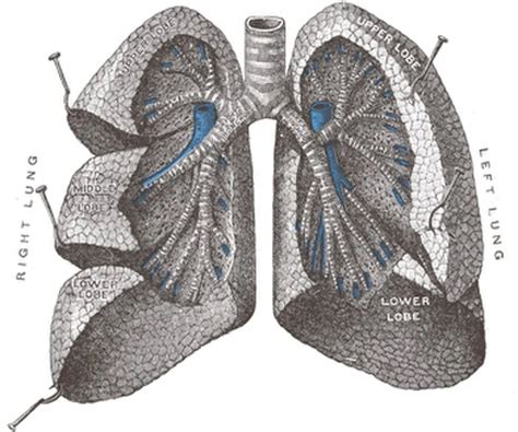 Poumon Définition Et Explications