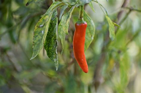 Maybe you would like to learn more about one of these? Growing Chili Peppers in Aquaponics Gardens