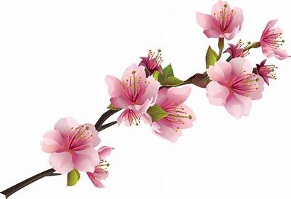 Flowers Sakura Transparent Pngio