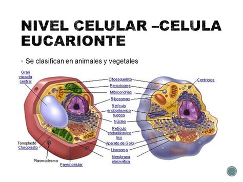 Aprendiendo Biologia Tema 3 Niveles De OrganizaciÓn De Los Organismos