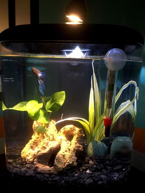Bettas Need Densely Planted Tanks Andor Multiple Hides Which This