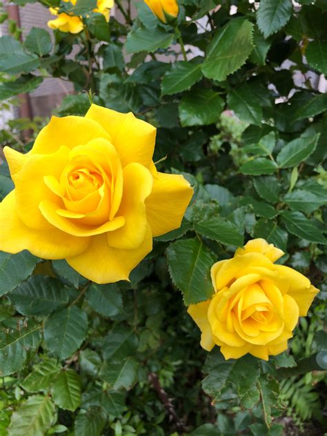Mick99c has uploaded 186 photos. #yellow #flowers #rose | Yellow rose flower, Rose seeds