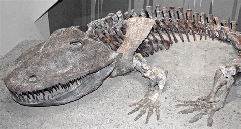 Eryops Megacephalus Fossil Amphibian Lower Permian Tex Flickr