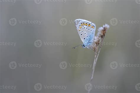 Common Blue Butterfly On A Dry Plant In Nature Close Up 14953563 Stock