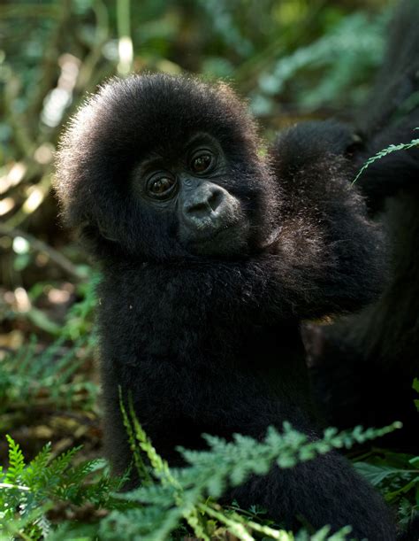 Baby Mountain Gorilla 1 Cute Animals Animals Beautiful Gorilla