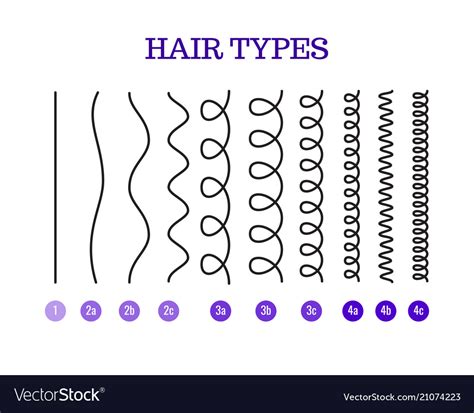 A Hair Types Chart Royalty Free Vector Image Vectorstock