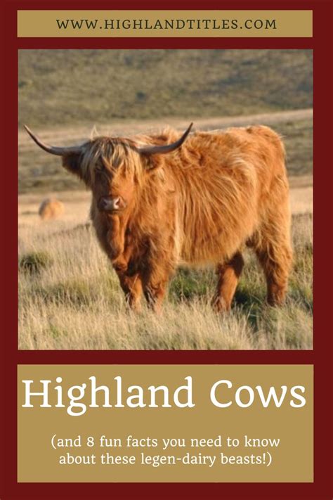 Highland Cows And 8 Fun Facts You Need To Know About These Legen Dairy