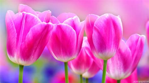 Menariknya, bunga tulip berasal dari negara turki, bukan belanda yang selama ini kita ketahui. Sejarah dan Jenis Bunga Tulip yang Cantik | Kang Suhe's Blog