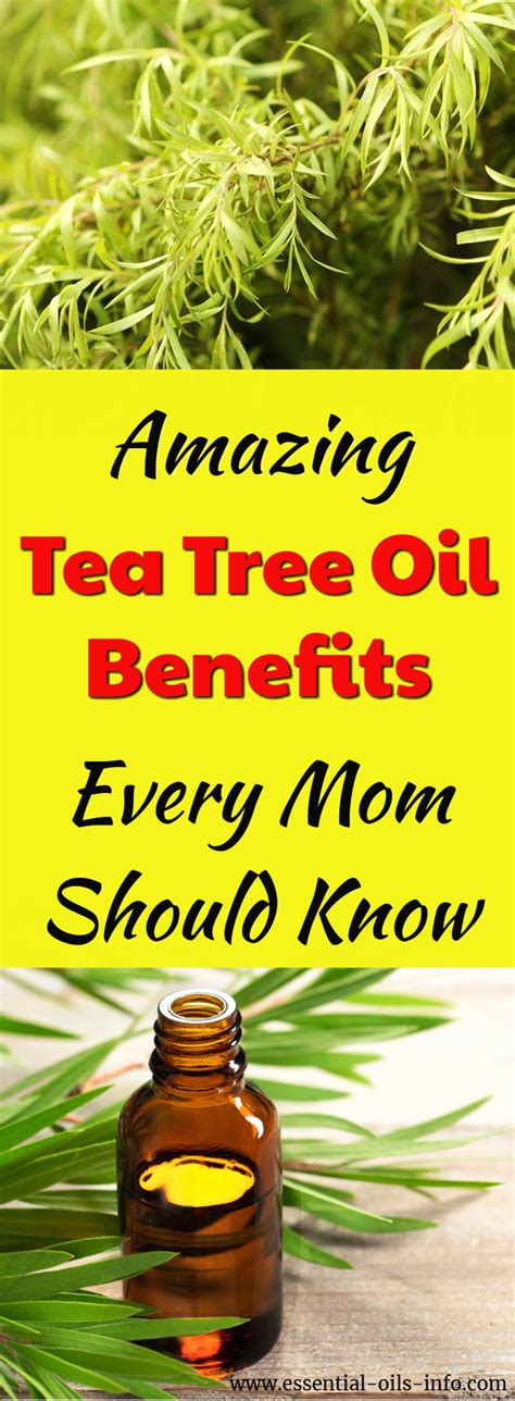 Tea Tree Oil Young Living Essential Oils For Aromatherapy