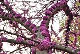 Photos of Redbud Flowering Tree