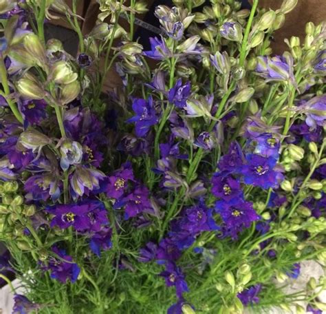 Tall Purple Larkspur Purple Flowers Lovely Lavender Florist Supplies