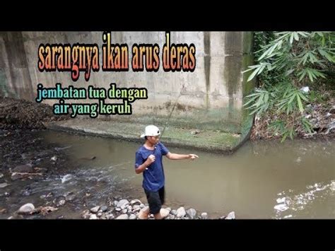 Menangkap (ikan dan sebagainya) dengan tangguk;. CARA MEMANCING PREDATOR ARUS DERAS DI AIR YANG KERUH - YouTube