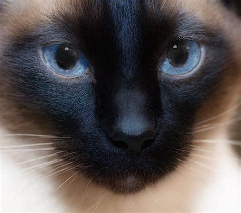 Siamese Cats With Blue Eyes Siamese Cats And Kittens