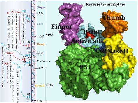 figure s 15 hiv 1 reverse transcriptase rt structure pdb 3dlk and download scientific