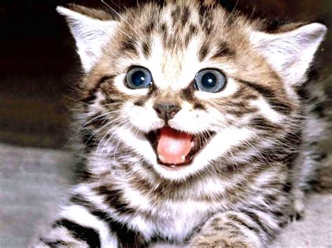 Cukup like,coment & share postingannya. KUMPULAN GAMBAR LUCU KUCING | Harian Nusantara