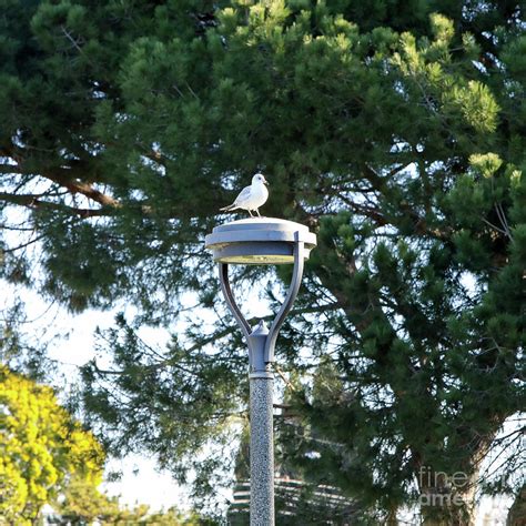 The Seagull Lookout Photograph By Nina Prommer Fine Art America