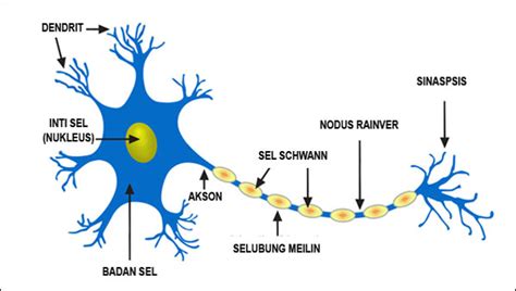 Makalah sistem saraf pada manusia terbaru lengkap. Jaringan Saraf - Ciri Ciri, Fungsi, Struktur, Letak dan Gambarnya