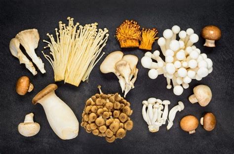 Best 21 Different Types Of Mushrooms Gardens Nursery