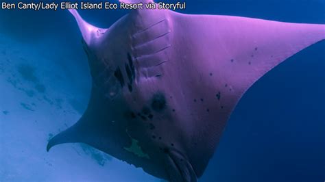 Rare Pink Manta Ray Spotted In Australia Parkbench