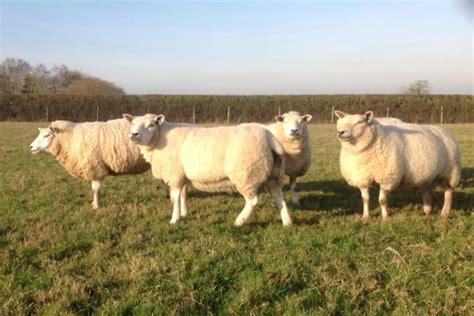 10 Texel Cross In Lamb Breeding Ewes Sellmylivestock