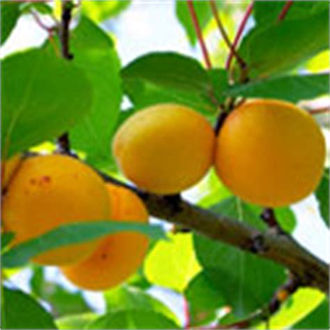 'early gold', 'blenheim', 'royal', 'chinese', 'tilton', 'floragold' (a dwarf variety), and 'newcastle'. Blenheim Apricot Trees for Sale | Willis Orchards