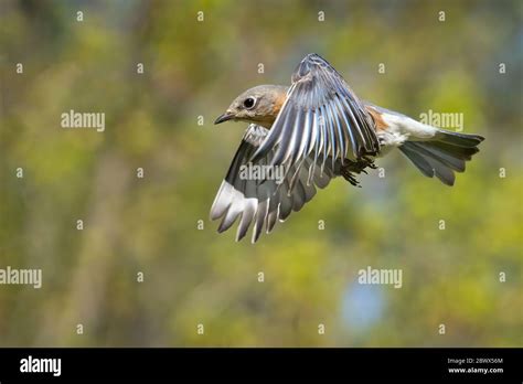 An Eastern Bluebird In Flight Stock Photo Alamy