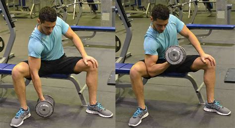 Seated Concentrated Curl Exercise The Optimal You