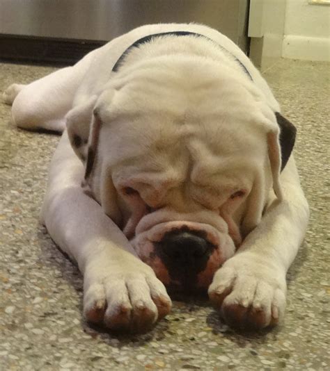 If you can help out, even if only for a short time, please contact us. American Bulldog Rescue - 501C3 Not-for-Profit Dog Rescue ...