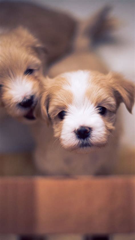 Cute Little Puppy Wallpapers Top Free Cute Little Puppy Backgrounds