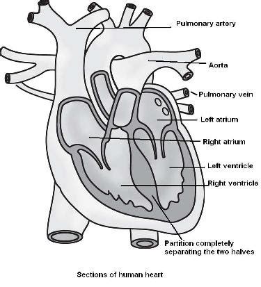 Smooth muscle tissue is found around organs in the digestive, respiratory, reproductive tracts and the iris of the eye. Chapter 11.Transportation in Animals and Plants : CBSE ...
