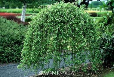 Of the weeping cherry trees, the japanese types are among the best. PATIO TREES | Willow trees garden, Weeping cherry tree ...