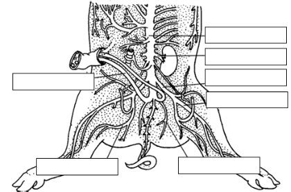 Pig Dissection