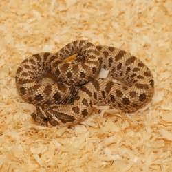 Western Hognose Snake - Heterodon nasicus