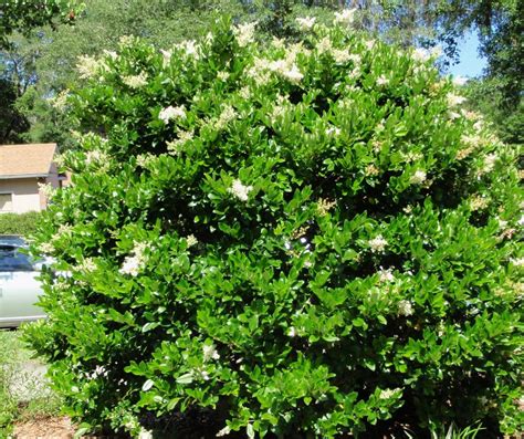 Animal botany boxwood brush bush closeup edible feed fence flower garden identification japanese leaf macro nature outdoor photo plant pretty privet shrub small spring summer tree wax weed white wild plantidentification. Ligustrum; Ligustrum lucidum; Privet