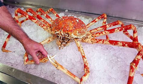 20 Facts About Giant Spider Crab To Know What This