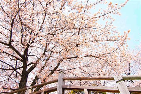 25 Best Places To See Cherry Blossoms In And Around Tokyo Snow Monkey