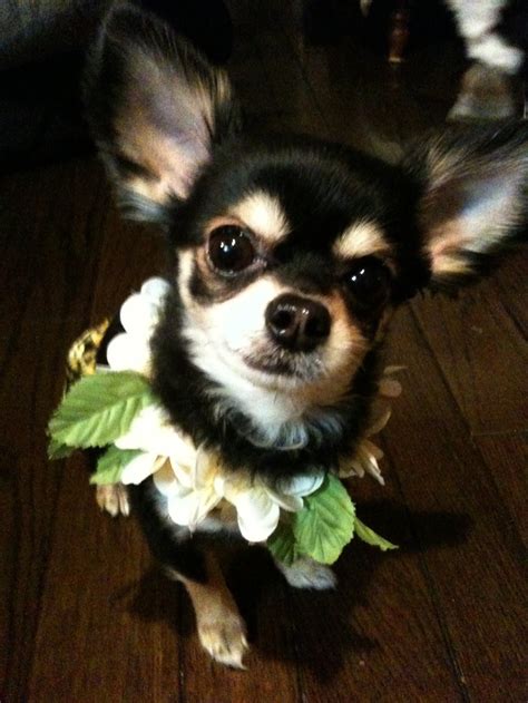 Aloha♡ Teacup Chihuahua Chihuahua Puppies Chihuahuas New Puppy
