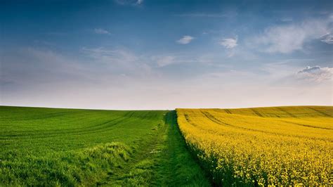Beautiful Yellow Flowers Field And Green Grass Field Under Cloudy Blue