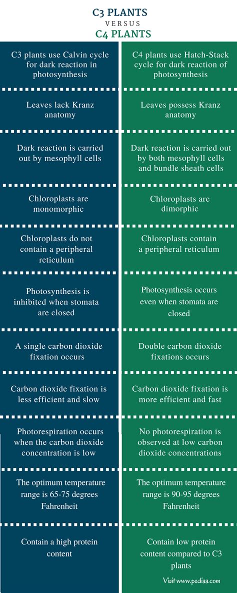 Difference Between C3 And C4 Plants Definition