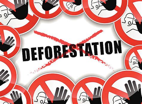 Tropical Forest Deforestation Illustrations Royalty Free Vector