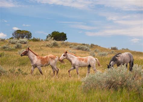 Lisas World The Best Places To See Wild Horses Around The World