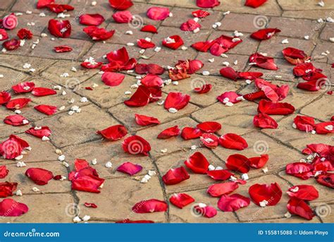 Rose Petals Scattered On The Floor Stock Photo Image Of Construction