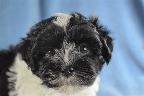 Havanese Puppies For Sale Royal Flush Havanese