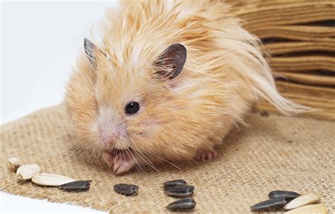 How Do I Clean My Hamsters Fur Hamster Hygiene Hamsters Guide