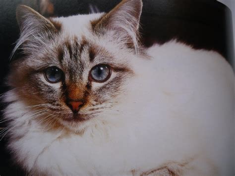 We did not find results for: Kucing Utara: Kucing Birman