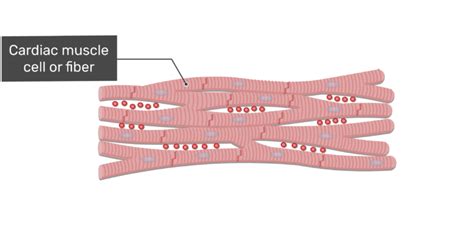 Cardiac Muscle Tissue Function And Labeled Diagram Getbodysmart
