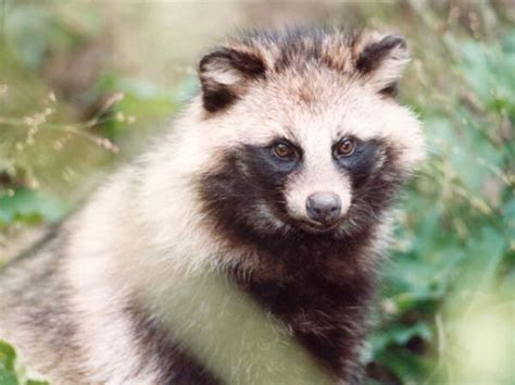 Peta Outraged With Bcbg Max Azria For Selling Raccoon Dogs Fur And