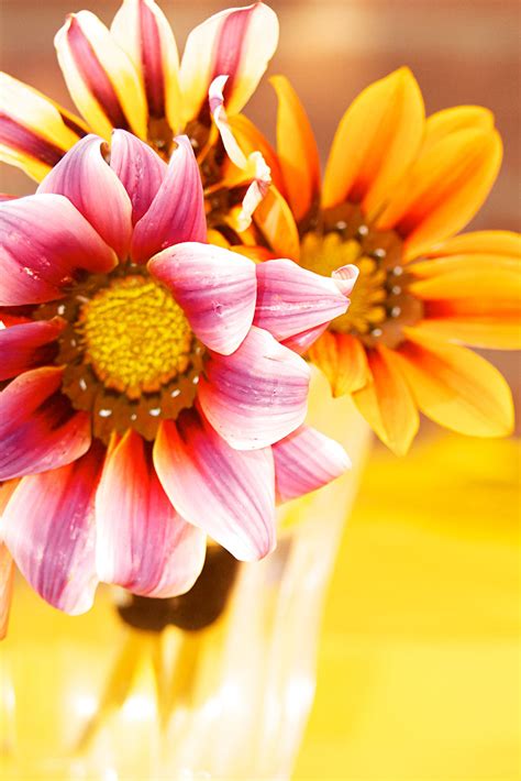 Maybe you would like to learn more about one of these? Four Flowers 3 | An assortment of flowers found growing ...