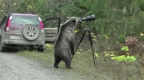 video curious bear examines photographer s camera abc7 los angeles